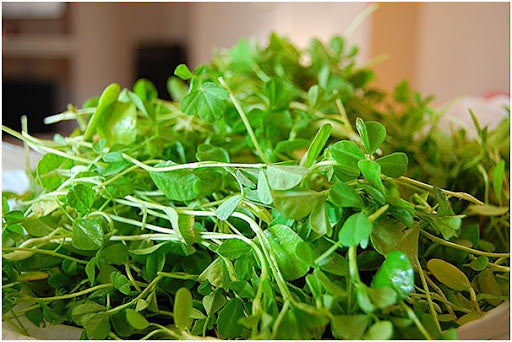 Fenugreek Microgreens