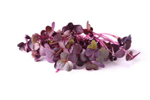 Radish Purple Sango Microgreens