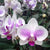 Phalaenopsis-Y-0050