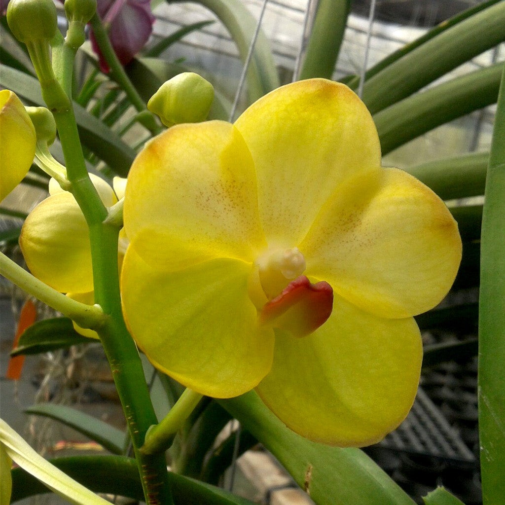 Yellow Butterfly-Pink Green Plants myBageecha - myBageecha