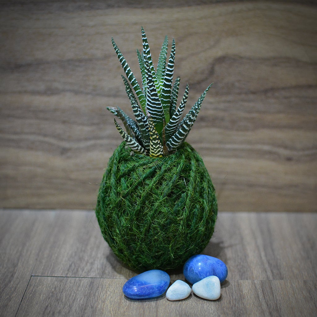 Kokedama Moss Ball - Haworthia Attenuata